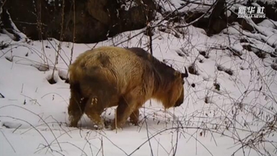 求偶遇！秦嶺野生動物的“盲盒”這樣開