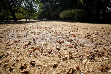 英國宣布多地進入干旱狀態(tài)