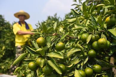 山鄉(xiāng)特早橘上市 特色產(chǎn)業(yè)助共富