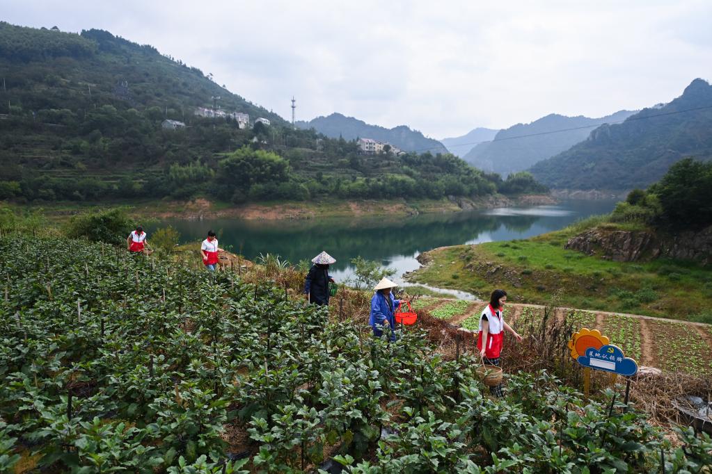 浙江臨安：“共富菜園”助農(nóng)增收