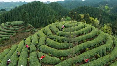 新華全媒+丨一片匠心在“雅茶”