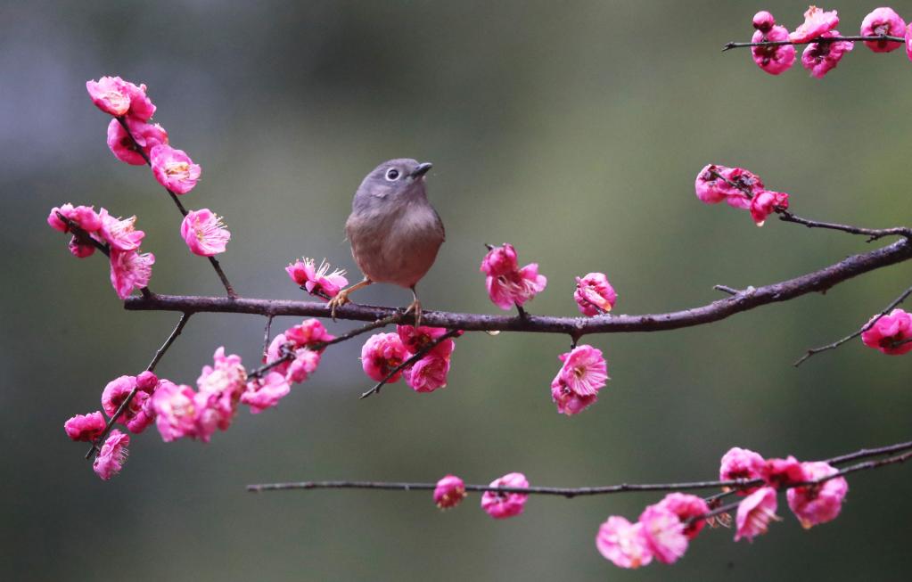 花開中國