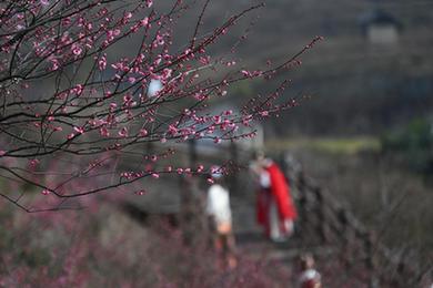 浙江湖州：梅花枝頭俏