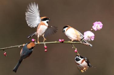 紅頭鳥兒枝頭鬧