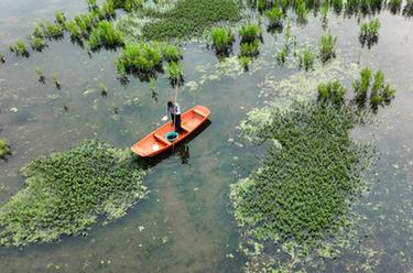 湖南常寧：生態(tài)循環(huán)種養(yǎng)助增收