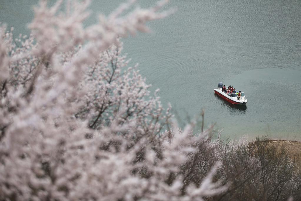 喜峰口長城山花開