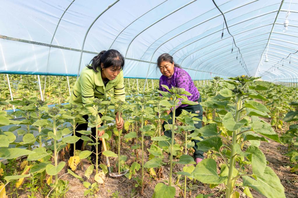 向日葵開出“致富花”