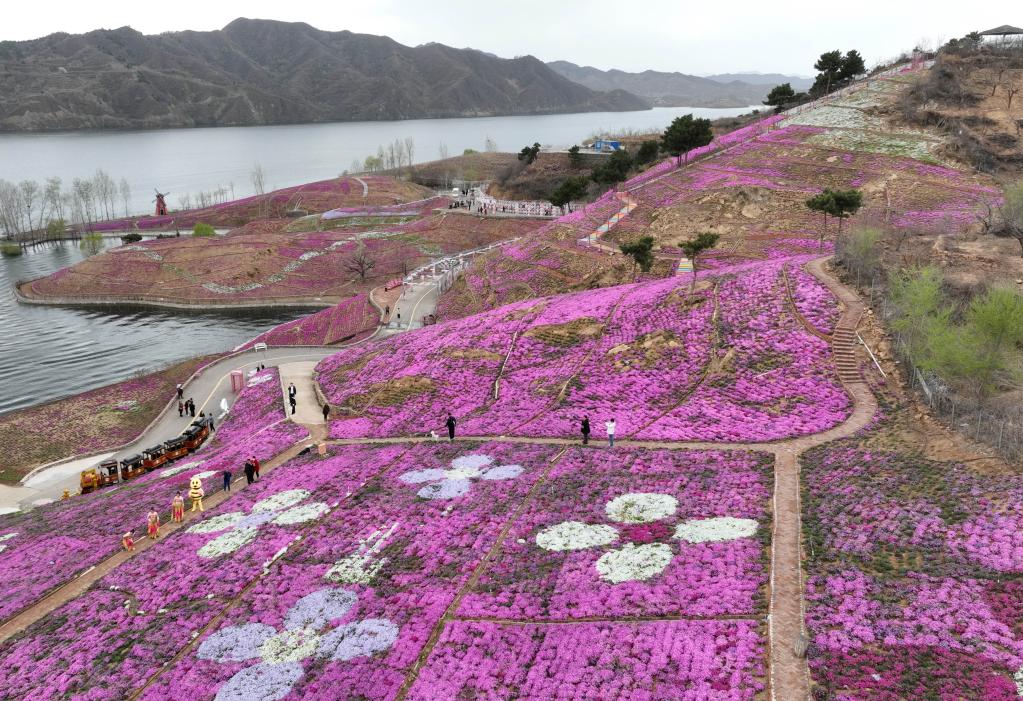 河北遷西：芝櫻花爛漫