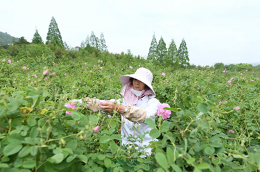 山村玫瑰莊園迎豐收