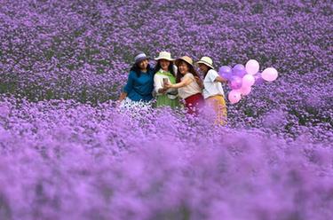 初夏賞花