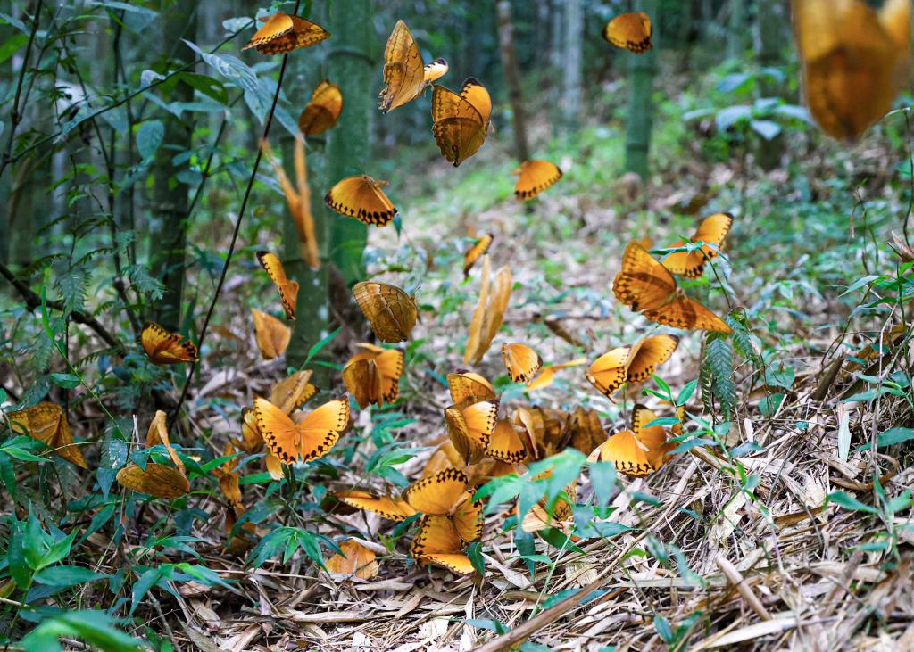 中國(guó)·紅河蝴蝶谷迎來(lái)蝴蝶大爆發(fā)