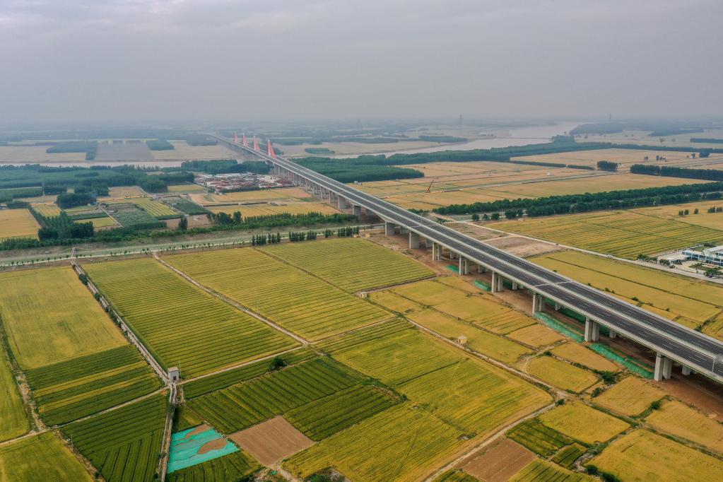 山東濟(jì)南：黃河灘區(qū)遷建復(fù)墾土地小麥?zhǔn)斋@在望