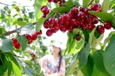 河北秦皇島：櫻桃紅 采摘忙