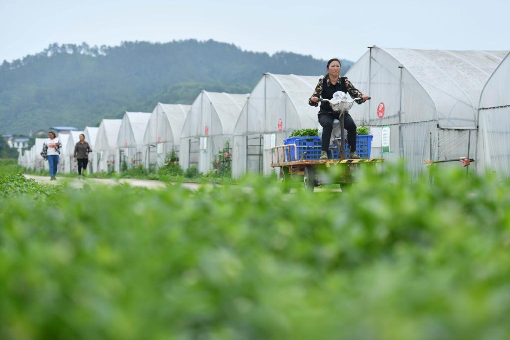 貴州黃平：野菜馴化種植催生農(nóng)業(yè)新業(yè)態(tài)