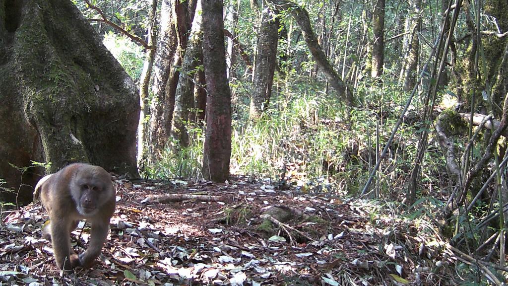 國道之行 從雪山奔向大海｜高黎貢山，該讓這些寶貝“亮相”了