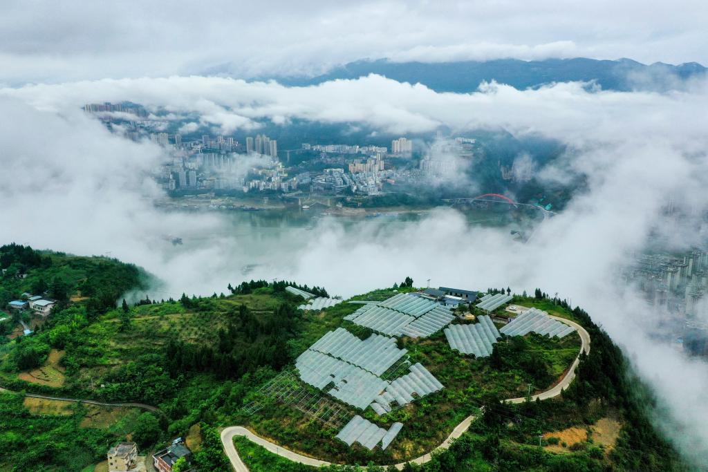 長(zhǎng)江行丨巫山脆李出峽記