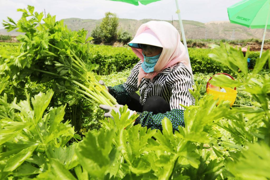 甘肅定西高原夏菜進入采收旺季