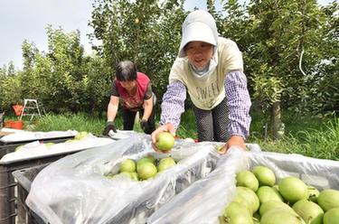 河北威縣：沙荒地上梨果飄香