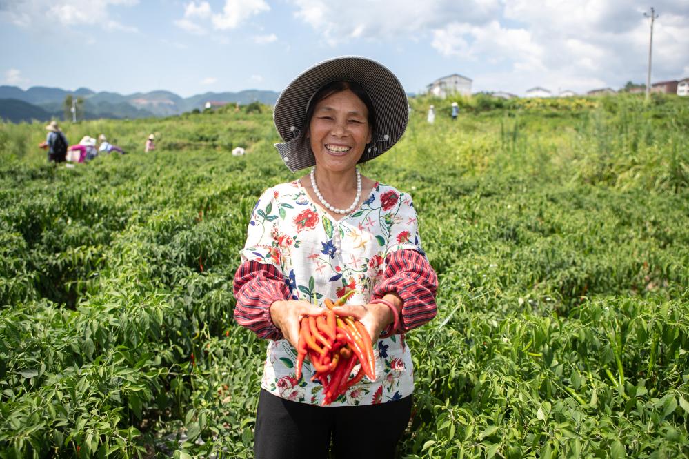 重慶石柱：辣椒產業(yè)讓村民日子更紅火