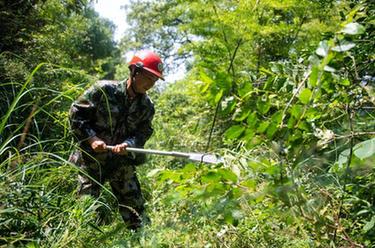 新華全媒+丨湖南瀏陽：林長制護航古樹長青