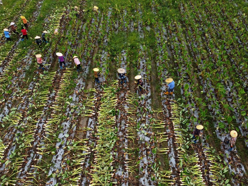 廣西賀州：香芋豐收俏市場