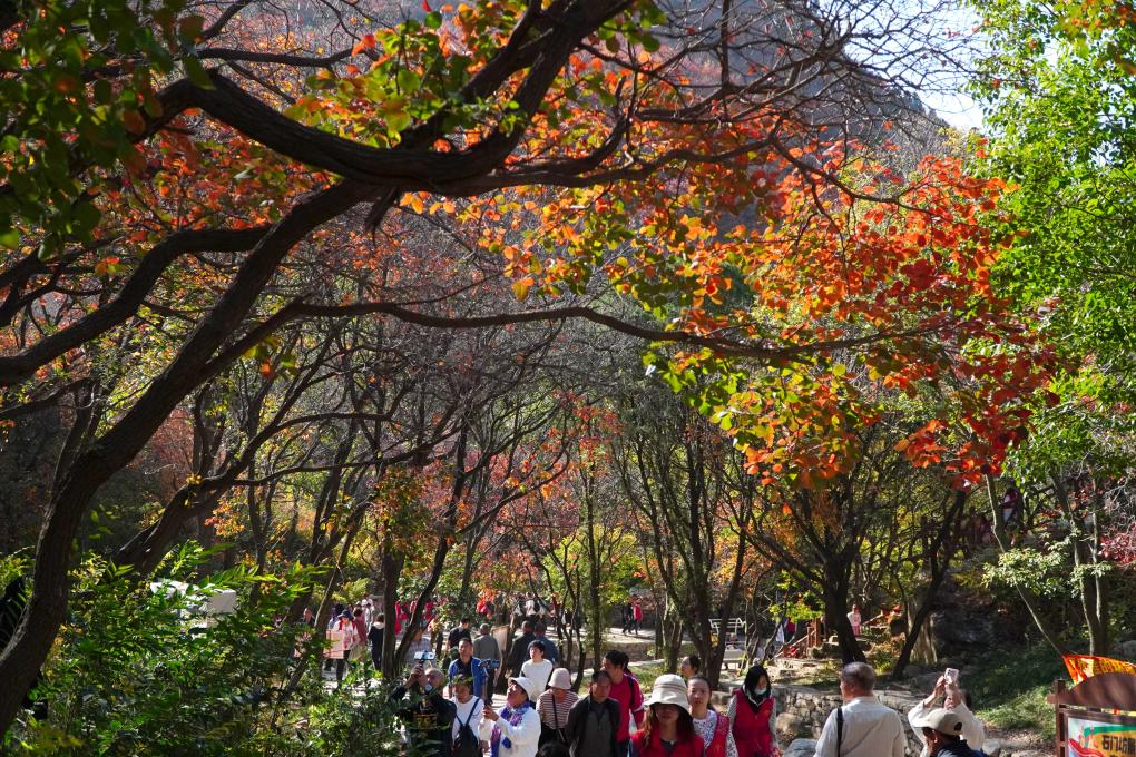 山東臨朐：金秋時(shí)節(jié)紅葉美