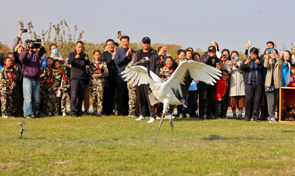 河北秦皇島：國家保護鳥類放歸自然