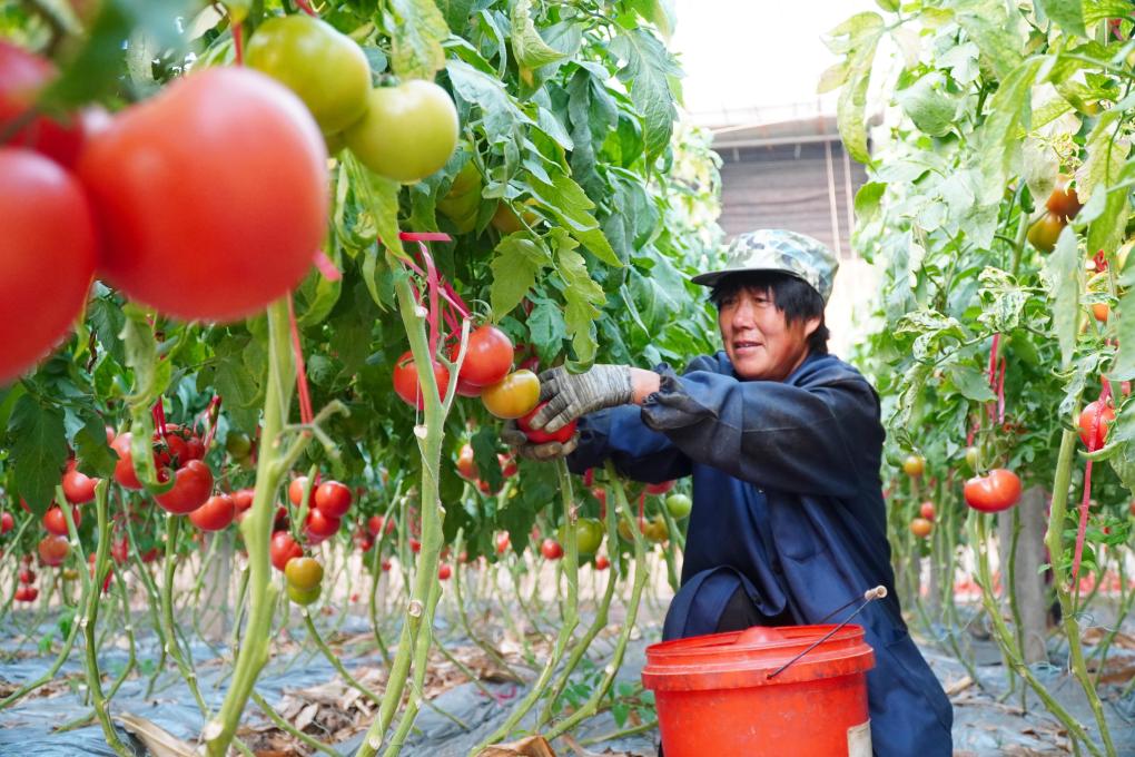 山東臨邑：初冬時(shí)節(jié)大棚西紅柿收獲忙