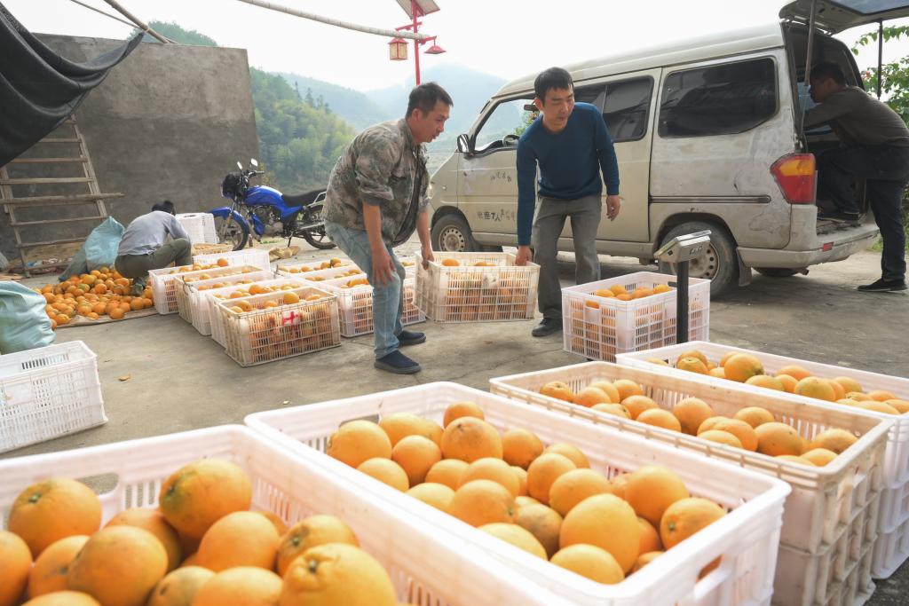 福建古田：特色水果產(chǎn)業(yè)助力鄉(xiāng)村振興