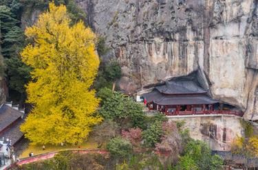 浙江建德：古銀杏披上“黃金甲” 初冬美景助力鄉(xiāng)村旅游