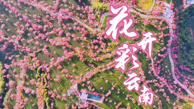 花開(kāi)彩云南