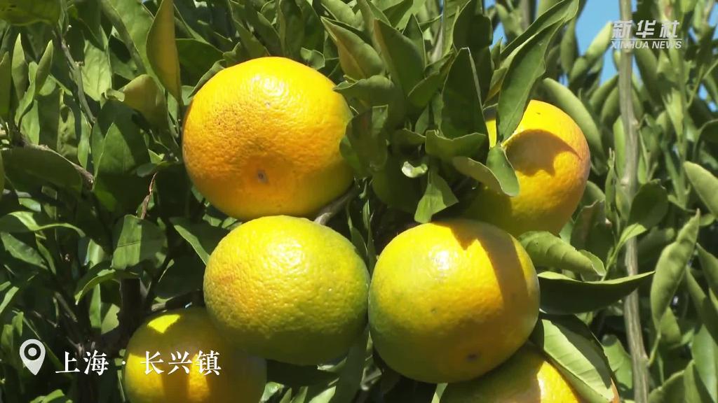 上海：橘子紅了！碩果滿園迎豐收