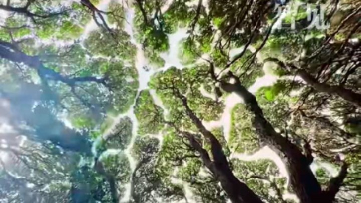 樹木為何會(huì)相互“禮讓”？