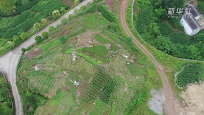 武陵山間小藠頭 闖出海外大市場