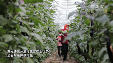 “中國(guó)蔬菜之鄉(xiāng)”壽光蔬菜產(chǎn)銷一線見聞