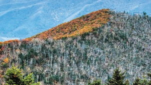 青山長青 虎豹生息